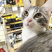 adopt a pet