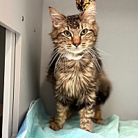 adopt-pet