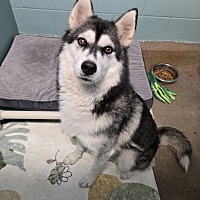 adopt-pet