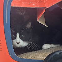 adopt a pet