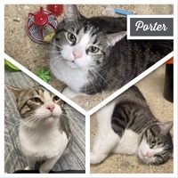 adopt-pet