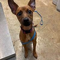 adopt a pet