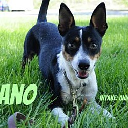 Thumbnail photo of Beano #1