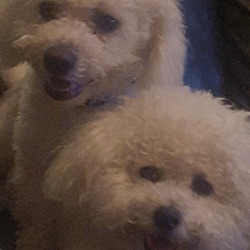 Photo of Booboo and Olaf (2 dogs)