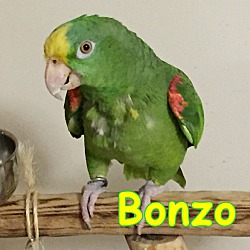 Thumbnail photo of Bonzo #1