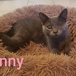 Thumbnail photo of Dusty & Danny Blind Kitten #2