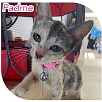 Photo of Padme