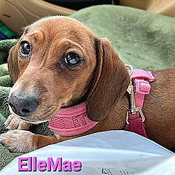 Photo of ElleMae