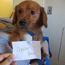 Thumbnail photo of Copper #1