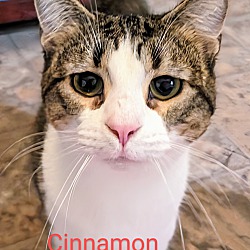 Thumbnail photo of Cinnamon #2