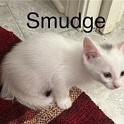 Thumbnail photo of Smudge th #2