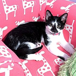 Thumbnail photo of KITTEN PIPPIE #1