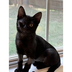 Thumbnail photo of Tiddlywink - Adopted (foster) #1