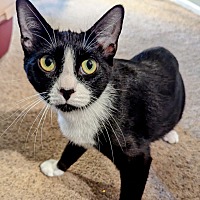 adopt a pet