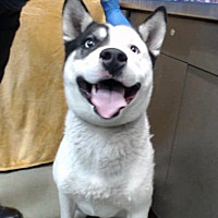adopt a pet