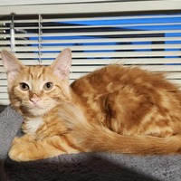 adopt-pet