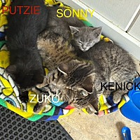adopt a pet