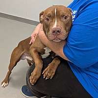 adopt a pet