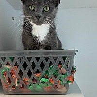 adopt a pet