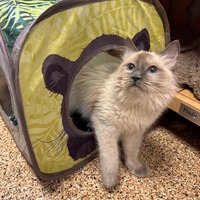 adopt a pet