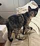 JULIA - Domestic Shorthair available for adoption