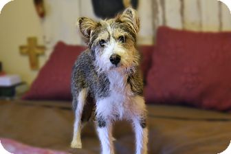 Husky Yorkie Mix - Laura Williams