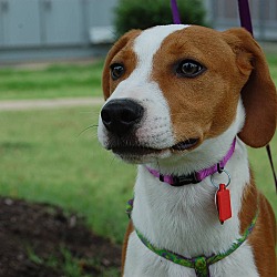 Thumbnail photo of Daisy Beagle #3