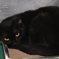 Thumbnail photo of Morticia (Spayed) #2