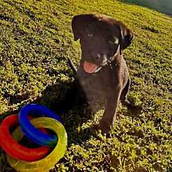 Photo of Harvey