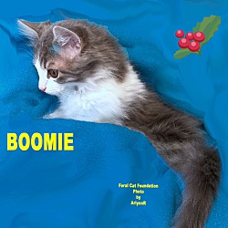 Thumbnail photo of Boomie #2