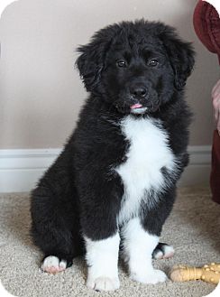 great pyrenees black lab mix full grown