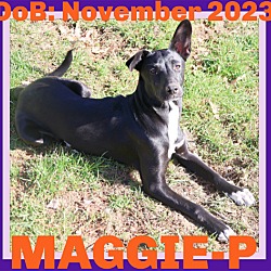 Thumbnail photo of MAGGIE-PIERCE - $300 #2