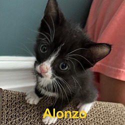 Photo of ALONZO Kitten (M)