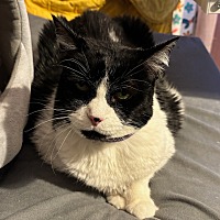 adopt-pet