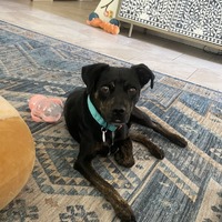 adopt-pet