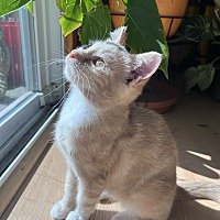 adopt a pet