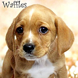 Thumbnail photo of Waffles~adopted! #1