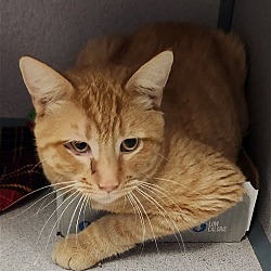 Photo of Tator Tot