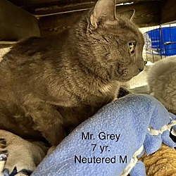 Photo of Mr. Grey