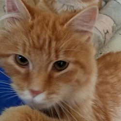 Thumbnail photo of Orange Fluffernutter Kittens #1