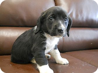 Morden Mb Basset Hound Meet Cora A Pet For Adoption