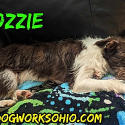 Thumbnail photo of Fozzie #2