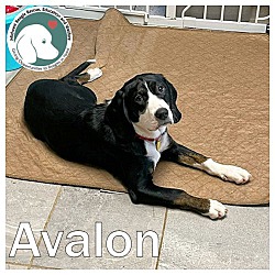 Thumbnail photo of AVALON #1
