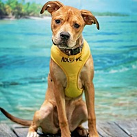 adopt a pet