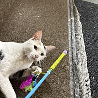 adopt a pet