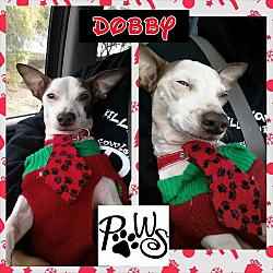 Thumbnail photo of Dobby #2