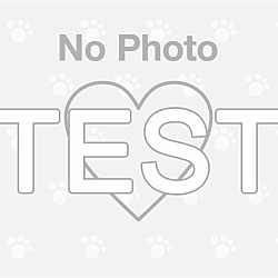 Photo of Testing Cat Please Ignore