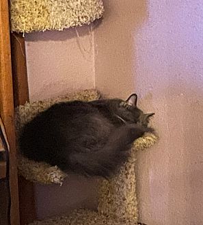 Drontal for cats petsmart discount