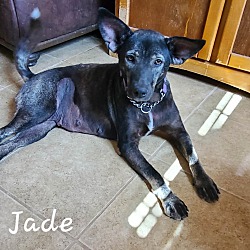 Photo of Jade