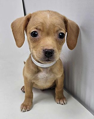 New York NY Chihuahua Dachshund. Meet Bernie a Pet for Adoption